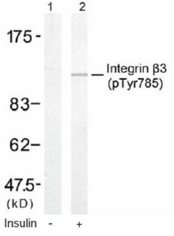 Integrin beta 3/CD61, p Tyr785 Antibody, Novus Biologicals 0.025 mL | Buy Online | Novus Biologicals | Fisher Scientific